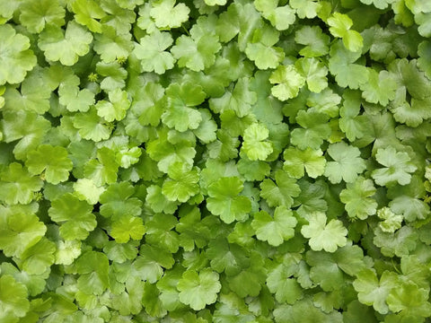 Centella asiática y sus beneficios para la piel: una piel más firme y sana