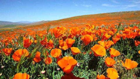 Flor de amapola de california, conocida por sus efectos para favorecer el sueño, reducir la ansiedad leve, calmar irritabilidad y reducción de dolores de baja intensidad.