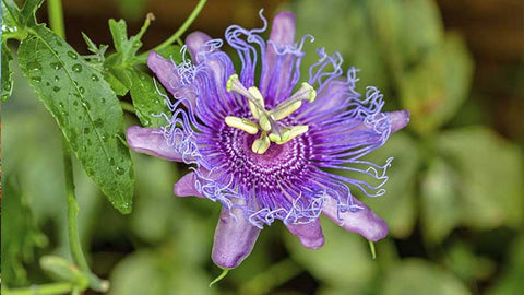 Pasiflora o flor de la pasión, conocida por sus propiedades para reducir el estrés mental leve, favorecer el sueño y descanso, relajación y propiedades antioxidantes.