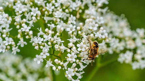 Flor de valeriana, cuya raíz conocida por sus propiedades para mejorar el sueño, reducir el estrés y calmar la ansiedad